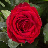 Rose Sheaf