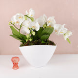 Phalaenopsis Duo Harmony