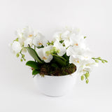 Phalaenopsis Trio Harmony
