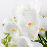 Phalaenopsis Trio Harmony