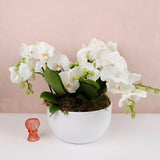 Phalaenopsis Trio Harmony
