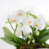 Phalaenopsis Quartet Harmony