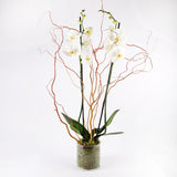 Grace Solo Orchid