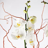 Grace Solo Orchid