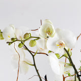 Grace Duo Orchid