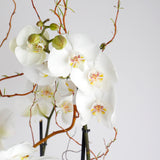 Grace Duo Orchid
