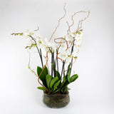 Grace Duo Orchid