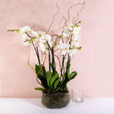 Grace Duo Orchid