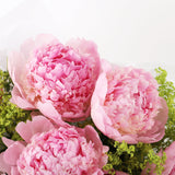 Pale Pink Peony