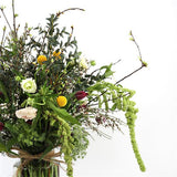Spring Blooms