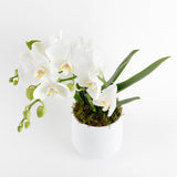 Classic Phalaenopsis Harmony
