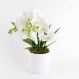 Classic Phalaenopsis Harmony