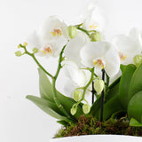 Phalaenopsis Duo Harmony