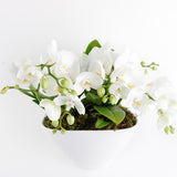Phalaenopsis Duo Harmony