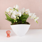 Phalaenopsis Duo Harmony