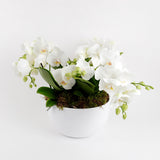 Phalaenopsis Trio Harmony
