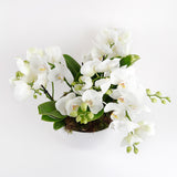 Phalaenopsis Trio Harmony