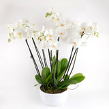 Grace Trio Orchid