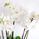 Grace Quad Orchid