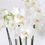 Grace Quad Orchid
