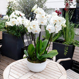Grace Trio Orchid