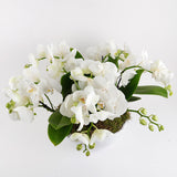 Phalaenopsis Quartet Harmony