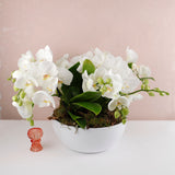 Phalaenopsis Quartet Harmony
