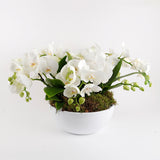 Phalaenopsis Quartet Harmony