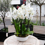 Grace Quad Orchid