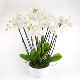 Grace Quad Orchid