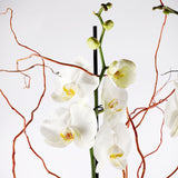 3 Stem White Orchid