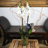 3 Stem White Orchid