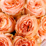 Peach Majesty