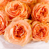 Peach Majesty