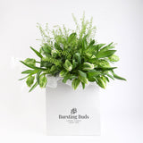 White Parrot Tulip